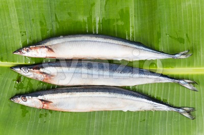 Seasonal fresh Japanese Sanma fish on placed on green leaf Stock Photo