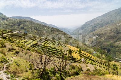 Scenic terraced plantation on hill slopes in Nepal Stock Photo