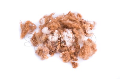Group of dog fur trimmed during grooming in salon Stock Photo