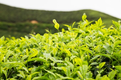 Highland tea plantation with focus on the tea leafs shoots Stock Photo
