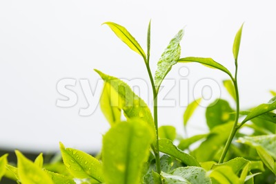 Highland tea plantation with focus on the tea leafs shoots and with plantation terrace in background Stock Photo