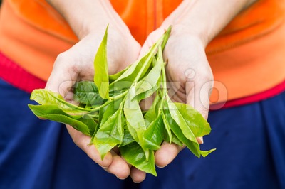 Showing freshly harvested tea leafs on both palms. Tea is high in anti-oxidant and is good for health. Stock Photo
