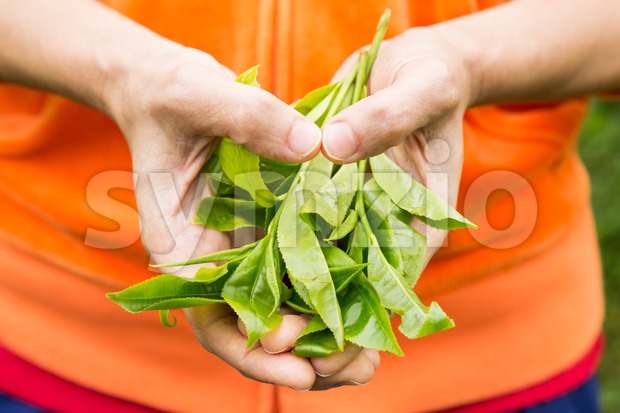 Model hands holding freshly harvested tea leafs shoots in the shape of the heart. Stock Photo