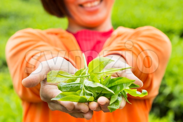 Showing freshly harvested tea leafs on both palms. Tea is high in anti-oxidant and is good for health. Stock Photo