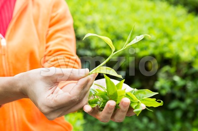 Freshly plucked tea leaf shoots with high anti-oxident and is good for the heart Stock Photo