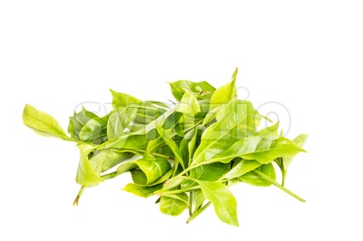 A pile of young tea leafs shoots with white background Stock Photo