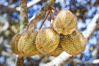 Bunch of durian fruits hanging on tree branch Stock Photo