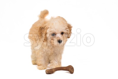 Cute poodle puppy with her bone isolated in white Stock Photo