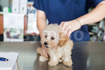 Puppy being examined by a Vet in a clinic Stock Photo