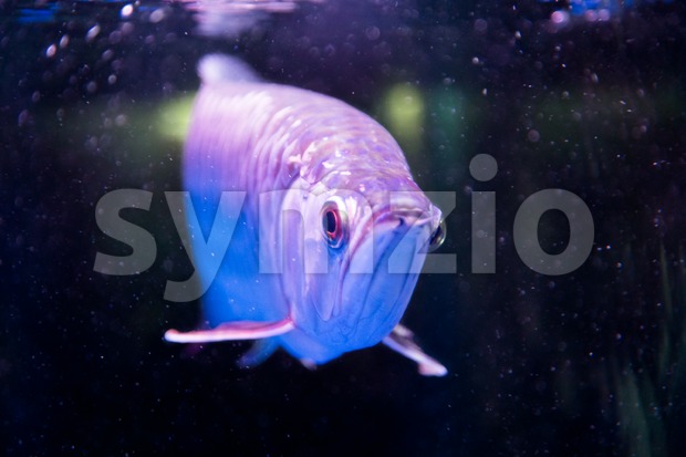 Golden arowana fish is believed to bring luck among Asians Stock Photo