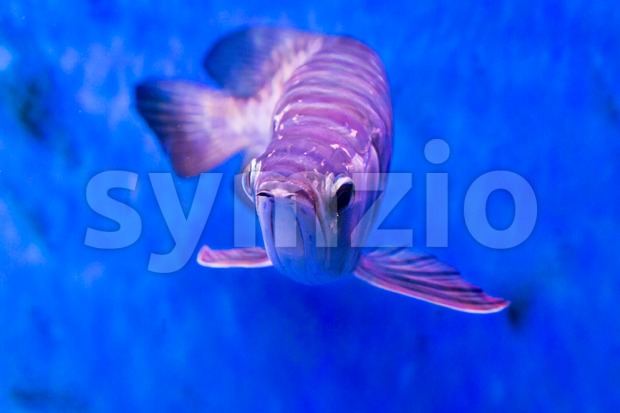 Golden arowana fish is believed to bring luck among Asians Stock Photo
