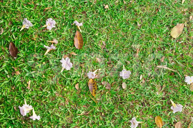 Beautify texture of dried leafs on grass at park Stock Photo