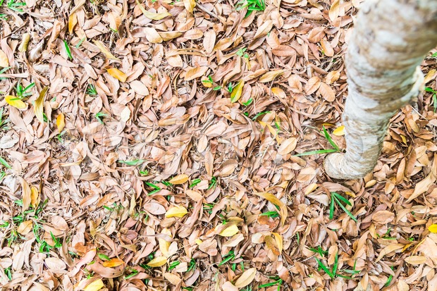 Beautify texture of dried leafs on grass at park Stock Photo