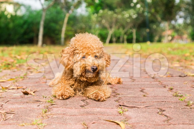 Tired brown poodle dog resting after exercise at park Stock Photo