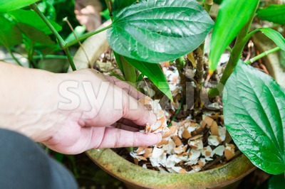Hand feeding crushed eggs shells onto plants as organic fertilizer Stock Photo
