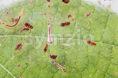 Closeup of mosquito larva and pupa breeding on potted plants stagnant water Stock Photo