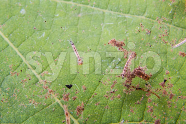 Closeup of mosquito larva and pupa found on potted plants stagnant water Stock Photo