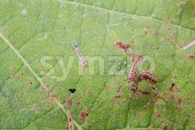 Closeup of mosquito larva and pupa found on potted plants stagnant water Stock Photo