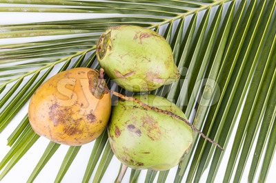 Three young and juicy organic green coconut on palm leaf Stock Photo