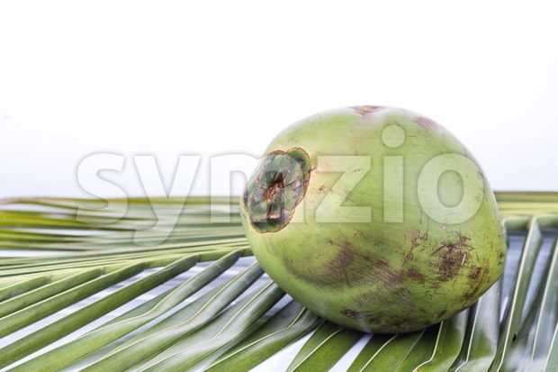 One young and juicy organic green coconut on palm leaf Stock Photo