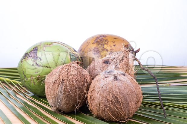 Young and old organic green brown coconut on palm leaf Stock Photo