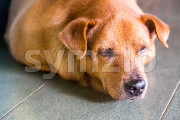 Closeup and selective focus on dog face resting on floor Stock Photo