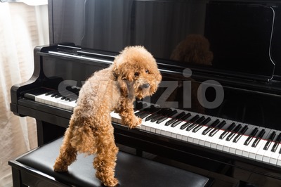 Concept of cute poodle dog preparing to play grand piano Stock Photo