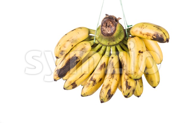 Bunch of sweet organic yellow banana hanging with string Stock Photo