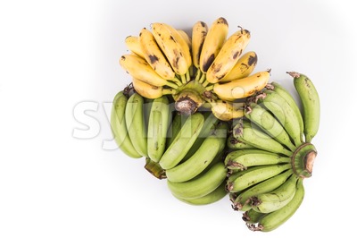 Three bunches organic green and yellow banana on white background Stock Photo