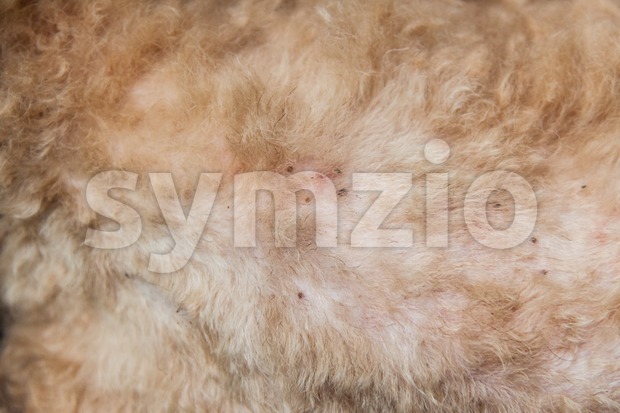 Multiple mites and fleas infected on dog fur skin Stock Photo