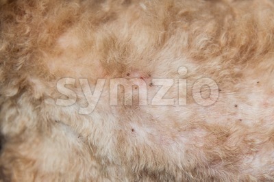 Multiple mites and fleas infected on dog fur skin Stock Photo