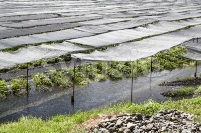 Generic wasabi agriculture plantation with protective shade along river stream Stock Photo