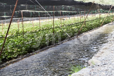 Generic wasabi agriculture plantation with protective shade along river stream Stock Photo