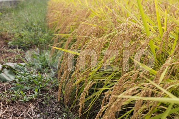 Closeup of golden yellow paddy rice ready for harvest Stock Photo