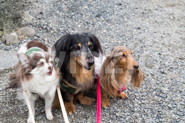 Three cute purebred dogs posing Stock Photo