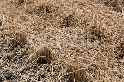 Closeup of brown paddy stems after harvest Stock Photo