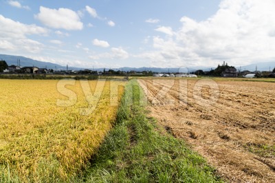 Comparison between golden paddy rice against barren brown harvested field Stock Photo