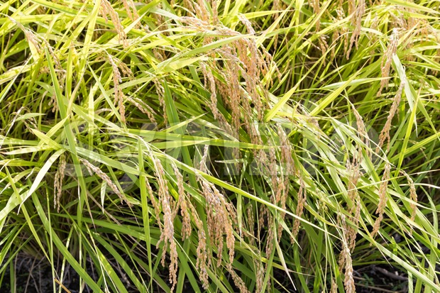 Closeup of golden yellow paddy rice ready for harvest Stock Photo