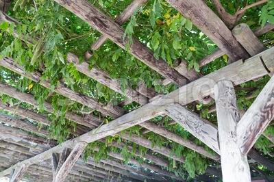 Serene wooden pergola with foliage and leafs Stock Photo