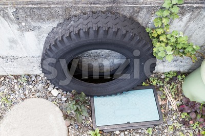 Used tires traps rain water risk breeding ground for mosquito Stock Photo