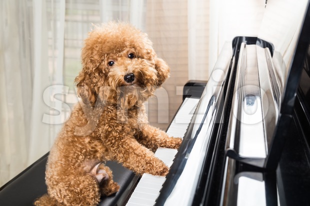 Concept of cute poodle dog preparing to play grand piano Stock Photo