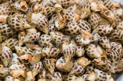 Heap of live sea snails in market, delicacy among Chinese Stock Photo