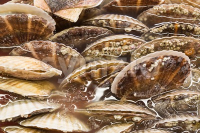 Closeup of fresh scallop sea shell at market Stock Photo