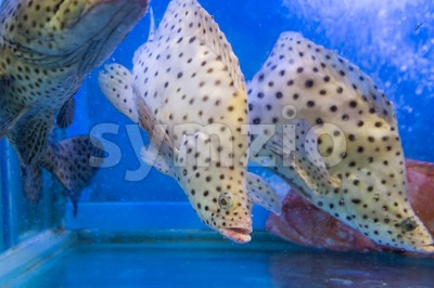 Rat grouper breed fish in restaurant aquarium tank for sale Stock Photo