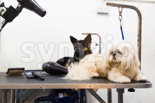 Dogs on grooming salon table ready to be groomed Stock Photo