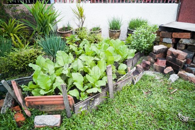 Healthy organic vegetable farming at home small garden Stock Photo