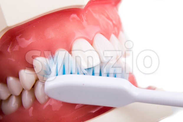 Demonstration on soft and slim tapered bristle toothbrush brushing teeth Stock Photo