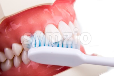 Demonstration on soft and slim tapered bristle toothbrush brushing teeth Stock Photo