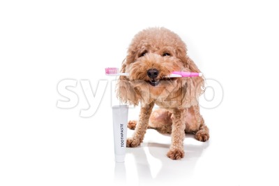 Conceptula pet dog holding toothbrush with toothpaste for oral care Stock Photo