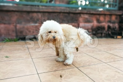 Pet poodle dog pooping within house compound Stock Photo